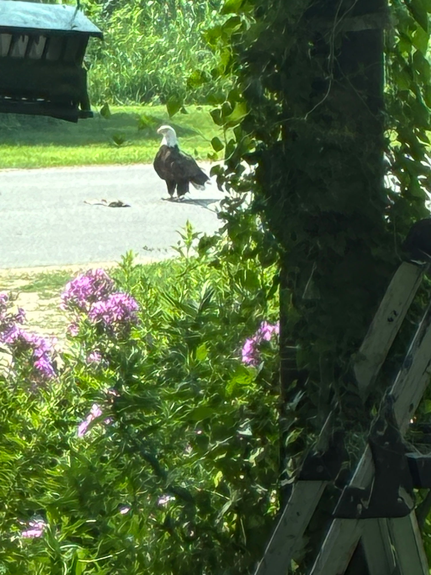 One of our many raptor neighbors