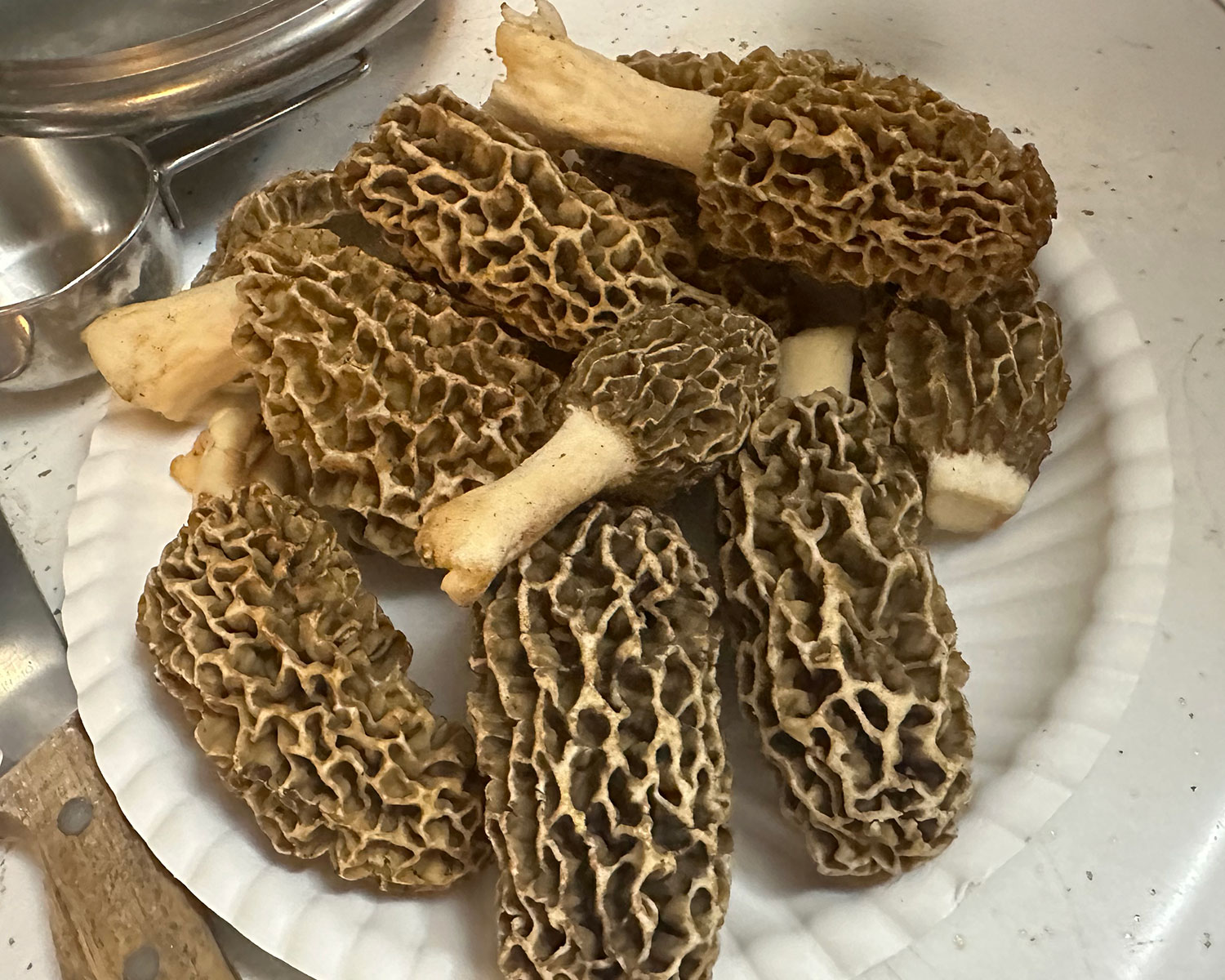 Don’t ask us where, but you are welcome to hunt for morel mushrooms.